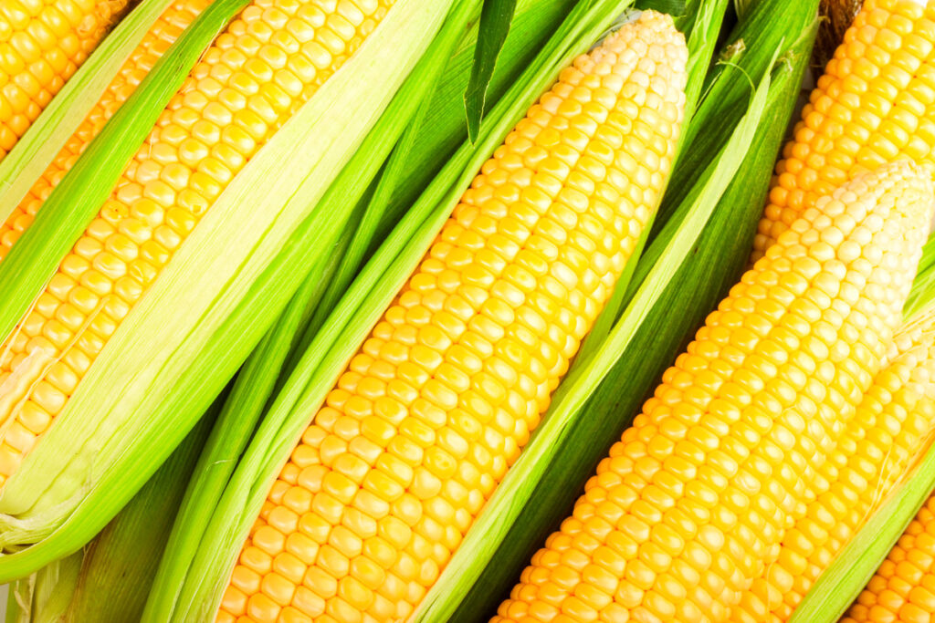 corn cobs between green leaves