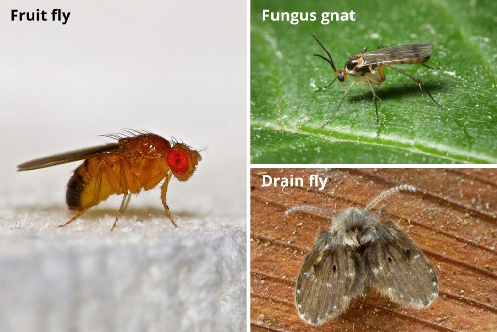 A collage of different flies: fruit fly, fungus gnat, and drain fly
