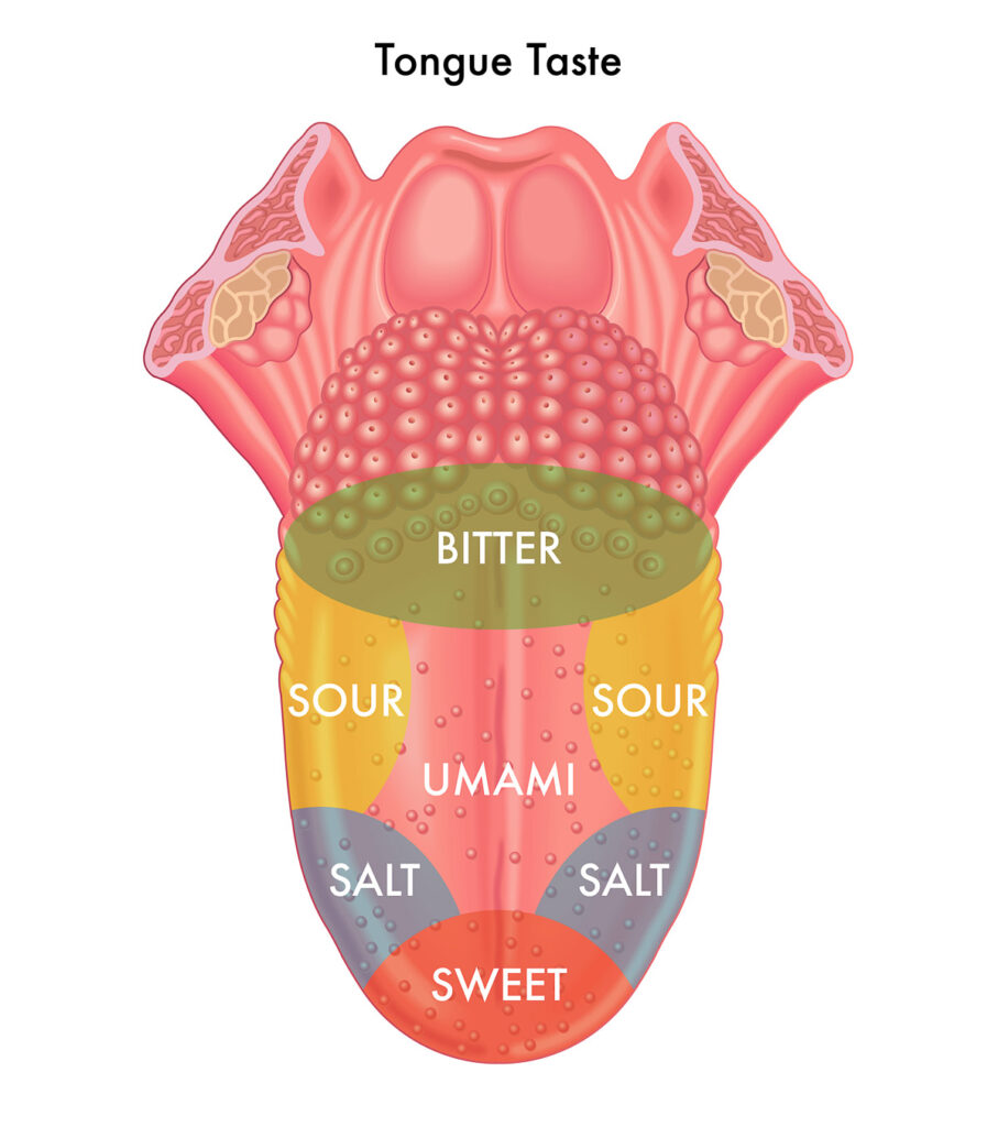 A drawing of a tongue and all the flavor centers
