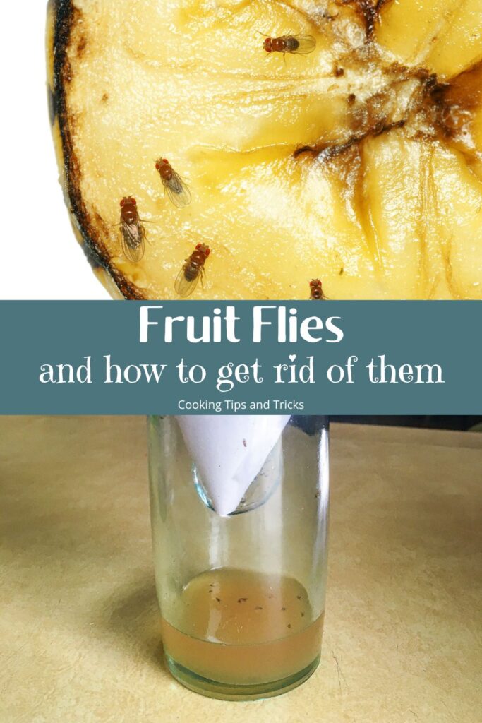 fruit flies for Pinterest