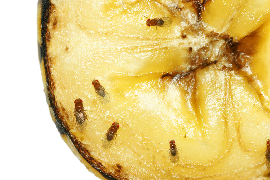 Macro of common fruit flies on piece of rotting banana fruit