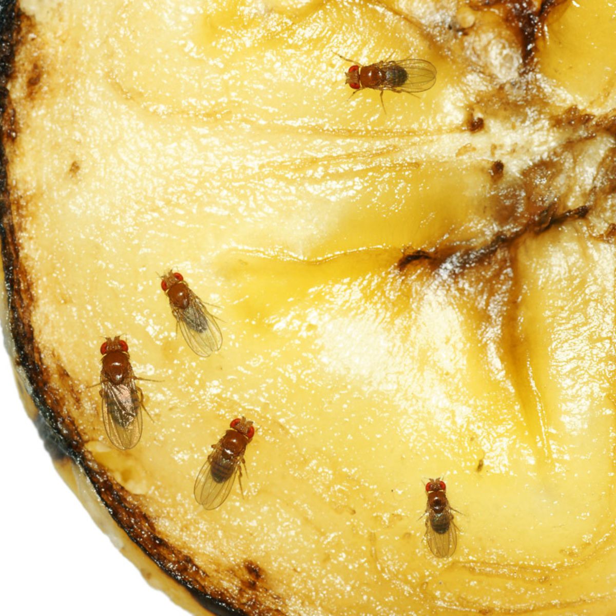 Fruit Flies: What They Are and How to Eliminate Them