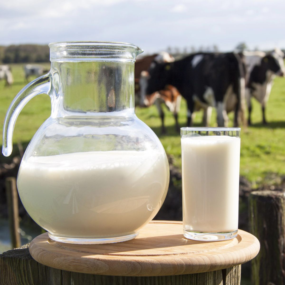 Types of Milk for Cooking and Baking: A Creamy Guide to Culinary Excellence